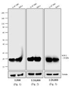 Mouse IgG (H+L) Secondary Antibody in Western Blot (WB)