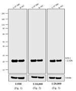 Mouse IgG (H+L) Secondary Antibody in Western Blot (WB)