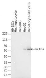 Mouse IgG (H+L) Highly Cross-Adsorbed Secondary Antibody in Western Blot (WB)