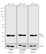 Mouse IgG (H+L) Highly Cross-Adsorbed Secondary Antibody in Western Blot (WB)