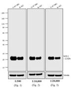 Mouse IgG (H+L) Cross-Adsorbed Secondary Antibody in Western Blot (WB)