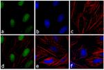 Rabbit IgG (H+L) Secondary Antibody in Immunocytochemistry (ICC/IF)