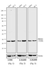 Rabbit IgG (H+L) Secondary Antibody in Western Blot (WB)