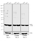 Rabbit IgG (H+L) Secondary Antibody in Western Blot (WB)