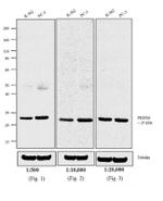 Rabbit IgG (H+L) Cross-Adsorbed Secondary Antibody in Western Blot (WB)