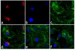 Rabbit IgG (H+L) Cross-Adsorbed Secondary Antibody in Immunocytochemistry (ICC/IF)