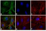 Rat IgG (H+L) Highly Cross-Adsorbed Secondary Antibody in Immunocytochemistry (ICC/IF)