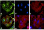 Rat IgG (H+L) Cross-Adsorbed Secondary Antibody in Immunocytochemistry (ICC/IF)