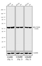 Rat IgG (H+L) Cross-Adsorbed Secondary Antibody in Western Blot (WB)