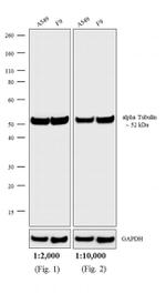 Rat IgG (H+L) Highly Cross-Adsorbed Secondary Antibody in Western Blot (WB)