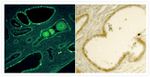 Mouse IgG (H+L) Secondary Antibody in Immunohistochemistry (IHC)