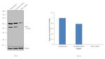 Goat IgG (Heavy Chain) Secondary Antibody in Western Blot (WB)