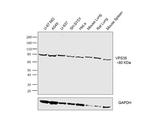 Goat IgG (Heavy Chain) Secondary Antibody in Western Blot (WB)