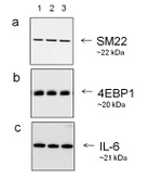 Goat IgG (Heavy Chain) Secondary Antibody in Western Blot (WB)