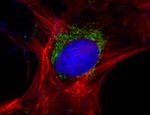 Goat IgG (Heavy Chain) Secondary Antibody in Immunocytochemistry (ICC/IF)