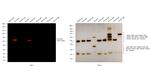 Goat IgG (Heavy Chain) Secondary Antibody in Western Blot (WB)