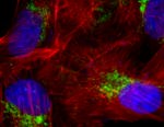 Goat IgG (Heavy Chain) Secondary Antibody in Immunocytochemistry (ICC/IF)