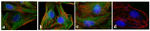 Mouse IgG (H+L) Secondary Antibody in Immunocytochemistry (ICC/IF)