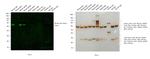 Mouse IgG (H+L) Secondary Antibody in Western Blot (WB)