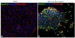 Mouse IgG (H+L) Secondary Antibody in Immunocytochemistry (ICC/IF)