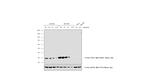 Mouse IgG (H+L) Secondary Antibody in Western Blot (WB)