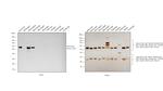 Mouse IgG (H+L) Secondary Antibody in Western Blot (WB)