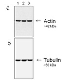 Mouse IgG (H+L) Secondary Antibody in Western Blot (WB)