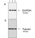 Mouse IgG (H+L) Secondary Antibody in Western Blot (WB)