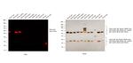 Mouse IgG (H+L) Secondary Antibody in Western Blot (WB)