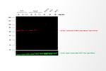 Mouse IgG (H+L) Secondary Antibody in Western Blot (WB)