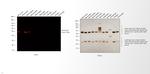 Mouse IgG (H+L) Secondary Antibody in Western Blot (WB)