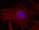 Mouse IgG (H+L) Secondary Antibody in Immunocytochemistry (ICC/IF)