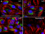 Rabbit IgG (Heavy chain) Secondary Antibody in Immunocytochemistry (ICC/IF)