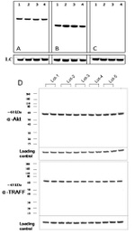 Rabbit IgG (Heavy chain) Secondary Antibody in Western Blot (WB)