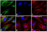 Rabbit IgG (Heavy chain) Secondary Antibody in Immunocytochemistry (ICC/IF)