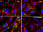 Rabbit IgG (Heavy chain) Secondary Antibody in Immunocytochemistry (ICC/IF)