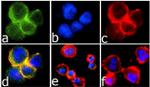 Rabbit IgG (Heavy chain) Secondary Antibody in Immunocytochemistry (ICC/IF)