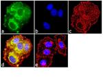 Rabbit IgG (Heavy chain) Secondary Antibody in Immunocytochemistry (ICC/IF)