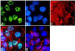 Rabbit IgG (Heavy chain) Secondary Antibody in Immunocytochemistry (ICC/IF)