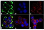 Rabbit IgG (Heavy chain) Secondary Antibody in Immunocytochemistry (ICC/IF)