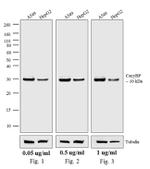 Rabbit IgG (Heavy chain) Secondary Antibody in Western Blot (WB)