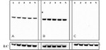 Rabbit IgG (Heavy chain) Secondary Antibody in Western Blot (WB)