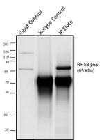 Rabbit IgG (Heavy chain) Secondary Antibody in Immunoprecipitation (IP)