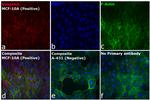 Rabbit IgG (Heavy chain) Secondary Antibody in Immunocytochemistry (ICC/IF)