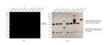 Rabbit IgG (Heavy chain) Secondary Antibody in Western Blot (WB)