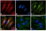 Rabbit IgG (Heavy chain) Secondary Antibody in Immunocytochemistry (ICC/IF)