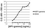 Mouse IgG (H+L) Secondary Antibody in ELISA (ELISA)