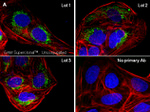 Mouse IgG (H+L) Secondary Antibody in Immunocytochemistry (ICC/IF)