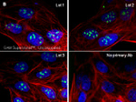 Mouse IgG (H+L) Secondary Antibody in Immunocytochemistry (ICC/IF)