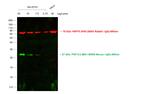 Mouse IgG (H+L) Secondary Antibody in Western Blot (WB)